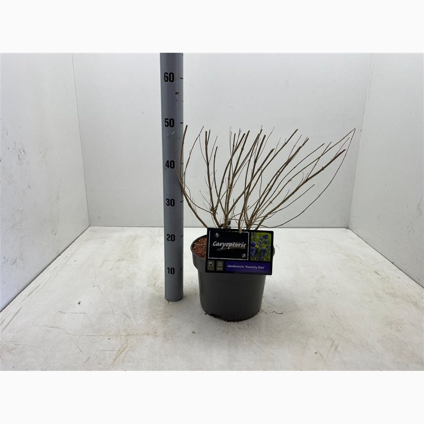 Blåspirea – Caryopteris clandonensis 'Heavenly Blue' - C5